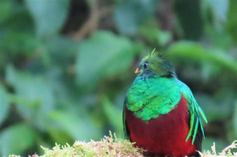 火 動物|ケツァール｜火の鳥！コスタリカやグアテマラに棲む 